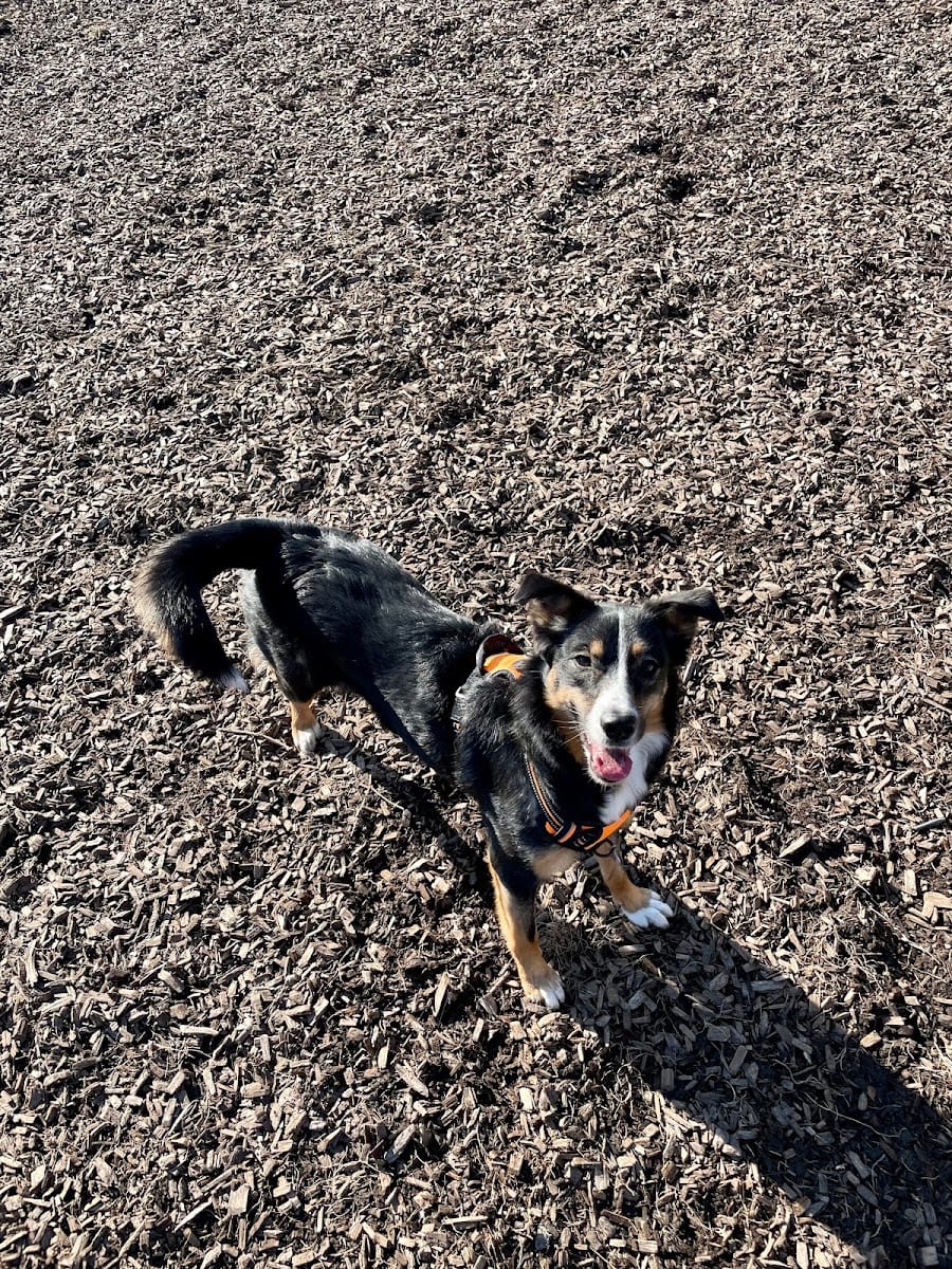 Stan Wadlow off-leash dog park