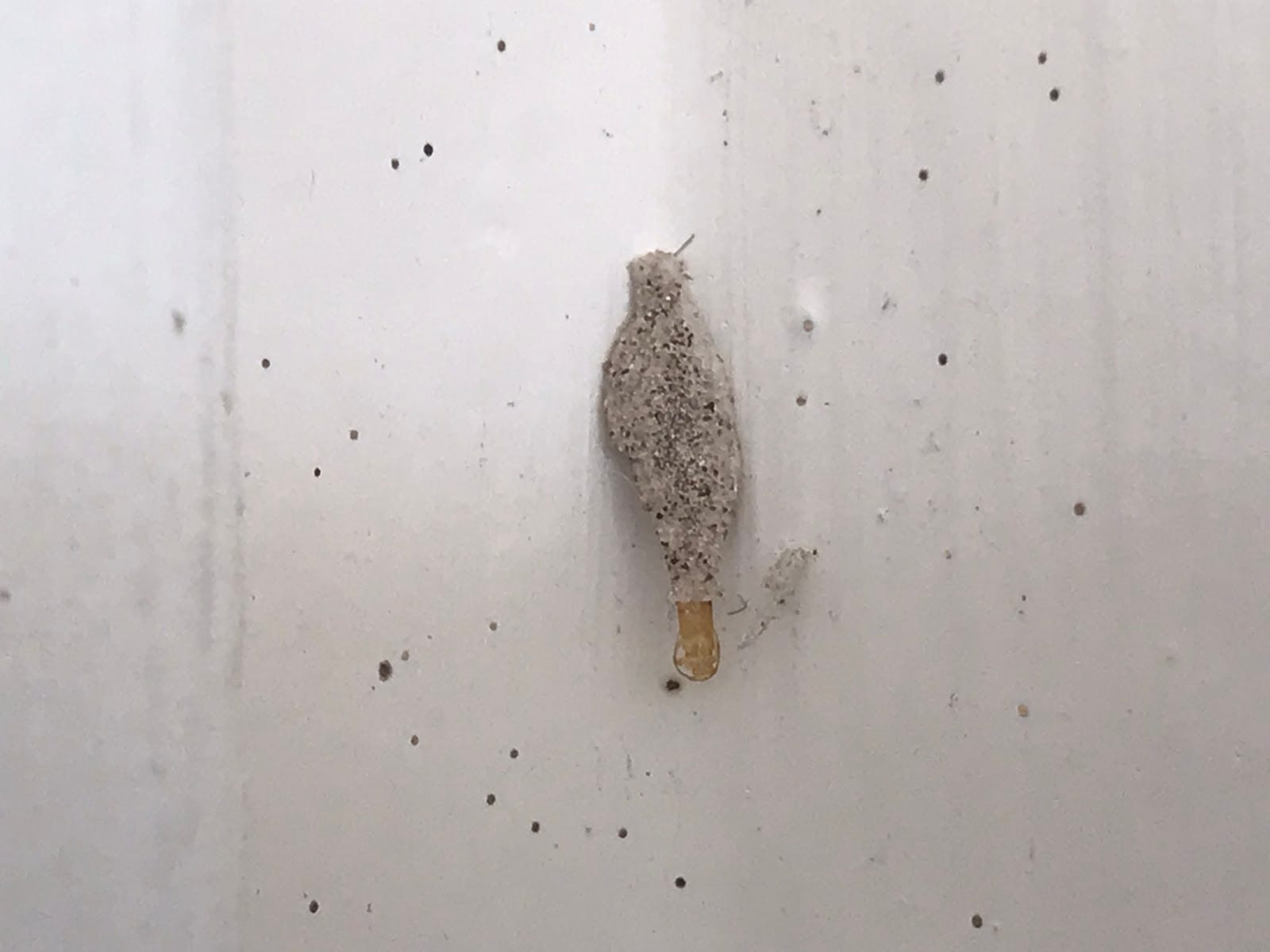 Classic Pest Control Inc., photo 3