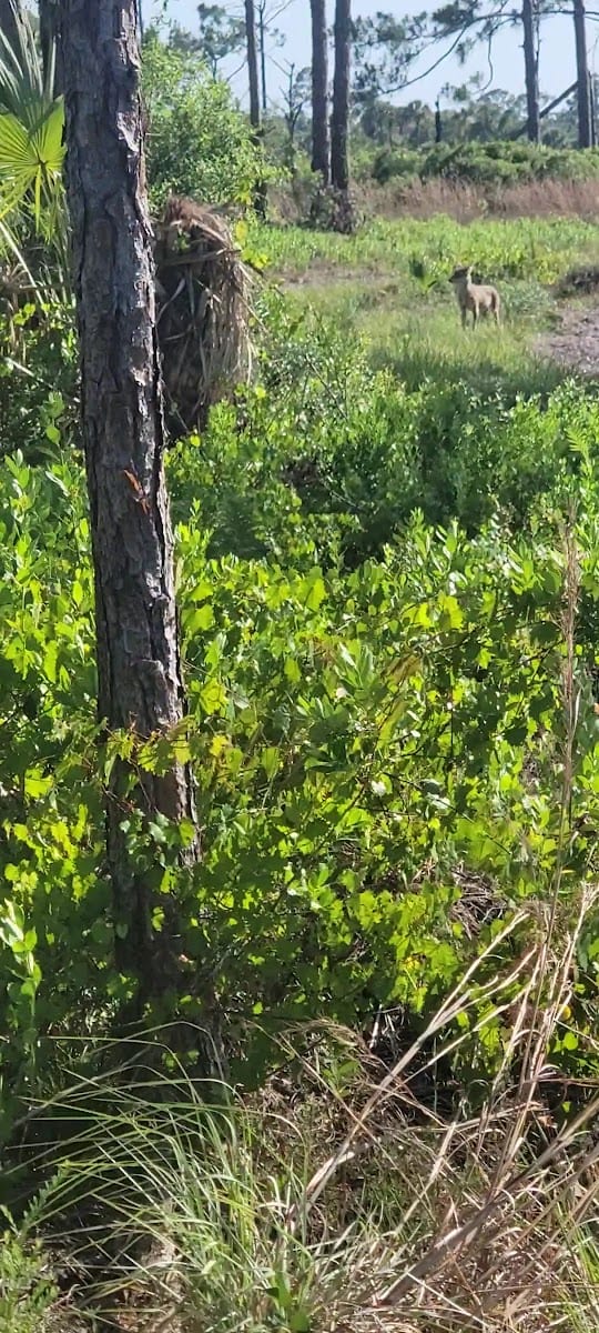 Big Slough Preserve, photo 2