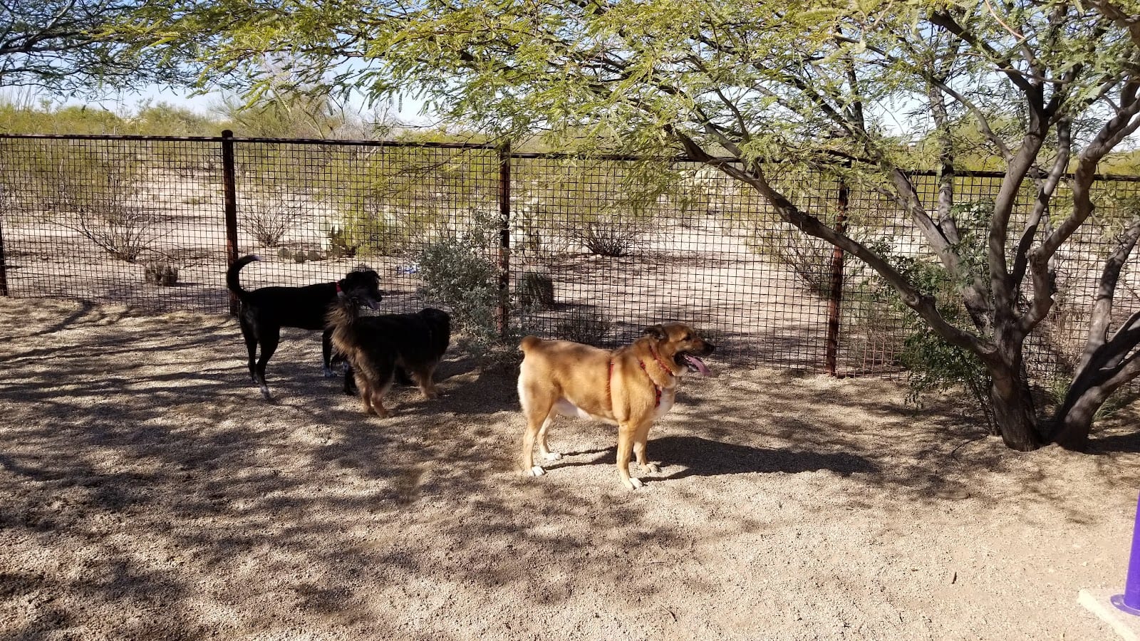 Ivan's Spot Dog Park