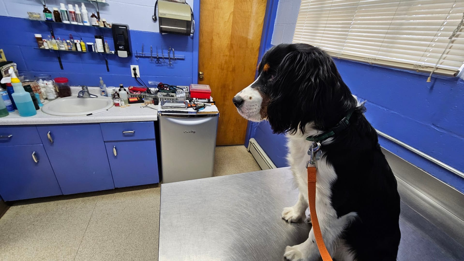 Lakeview Veterinary Clinic