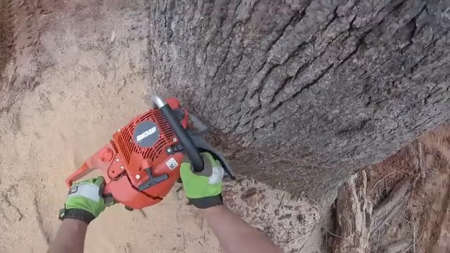 Apex Tree Management, photo 3
