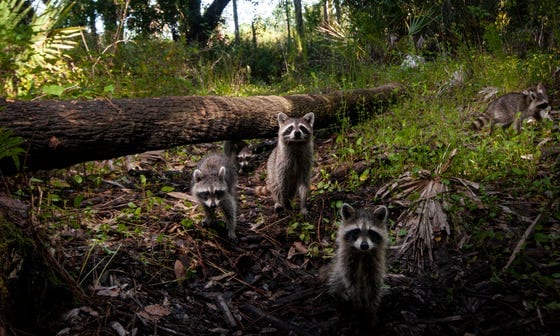 Wildlife Habitat Trail, photo 2