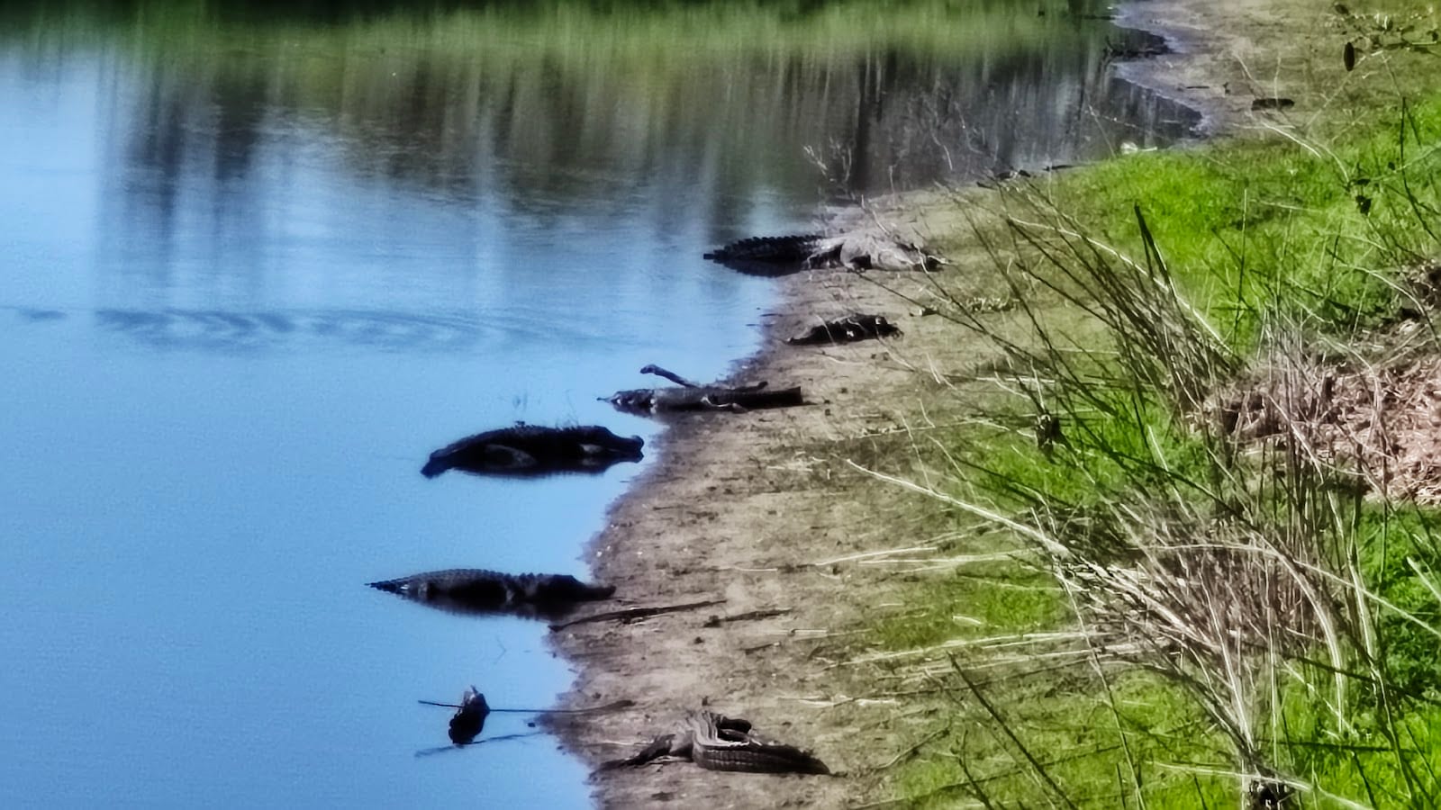 South Pavilion- Myakka River State Park, photo 3