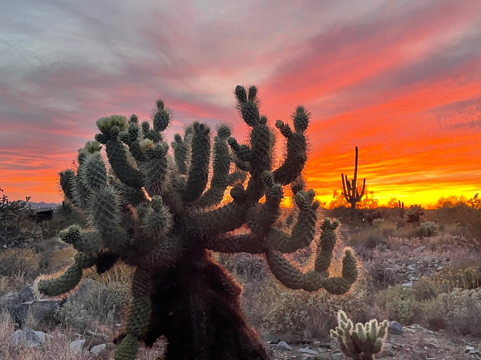 Trail Head Preserve - McDowell Mountains