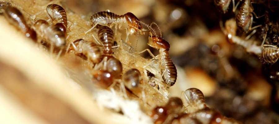 Bunton Exterminating