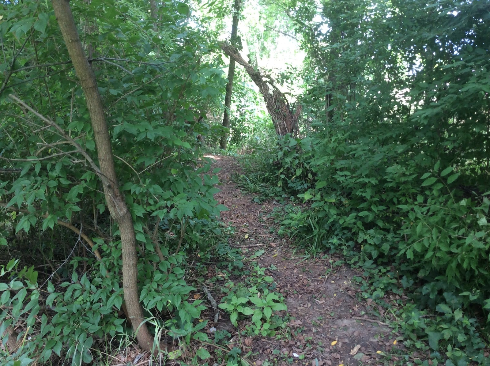 Windsor Woods Neighborhood Park, photo 3