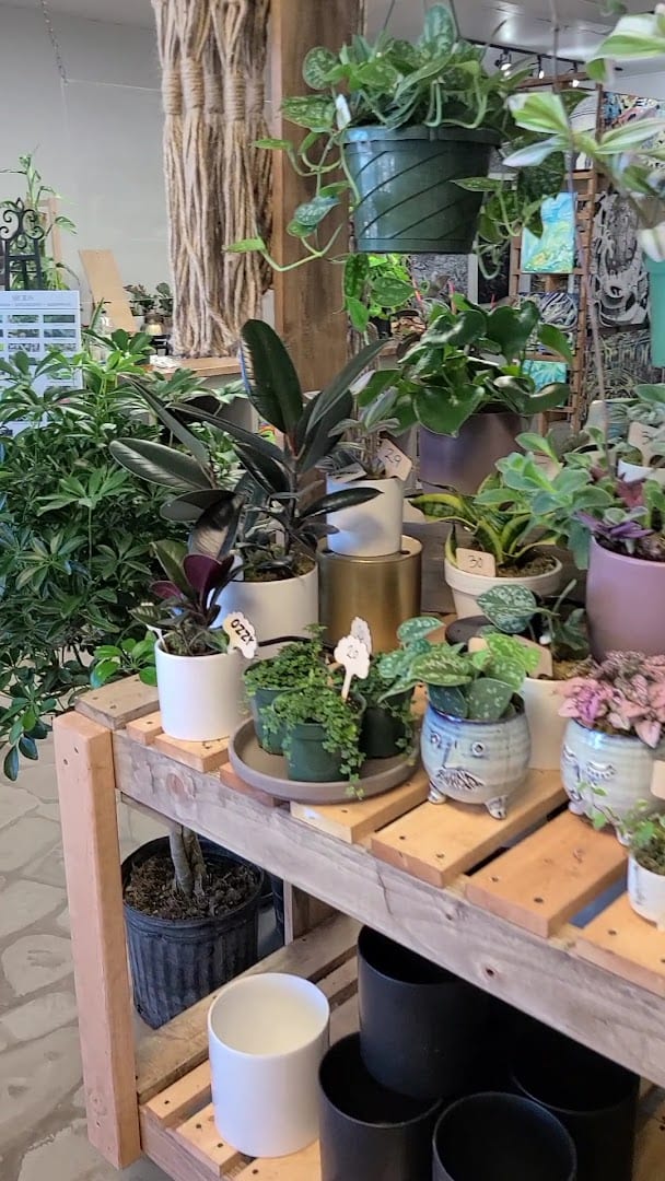 The Plant Gallery & Zalea Flowers, photo 2