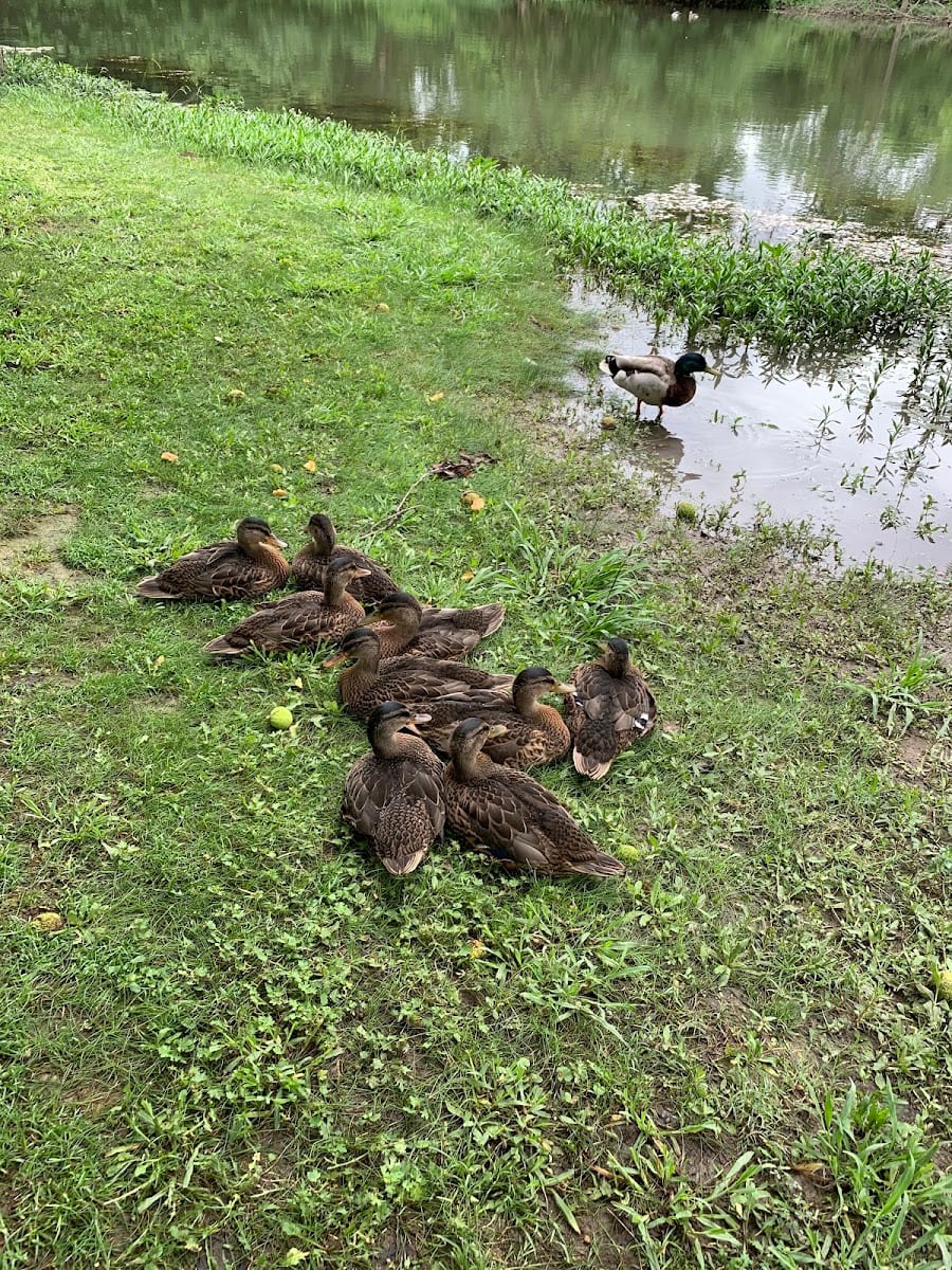 Oakland Park, photo 2