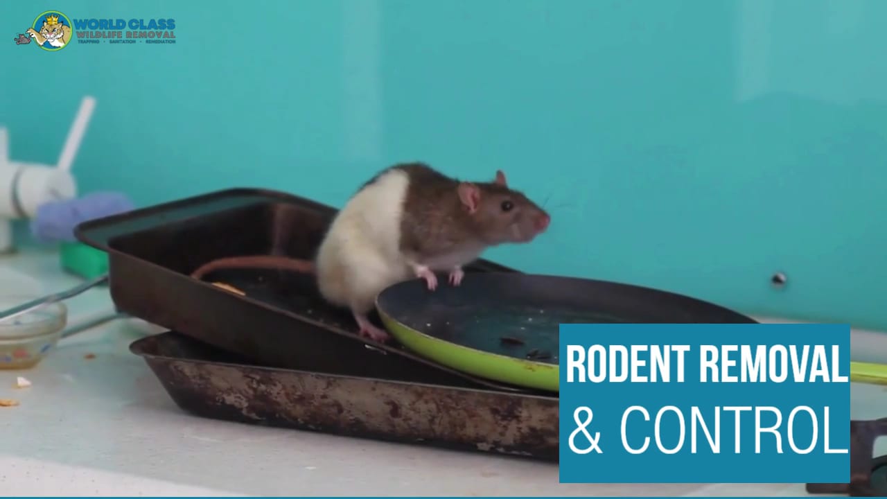 World Class Wildlife Removal & Rodent Remediation, photo 3