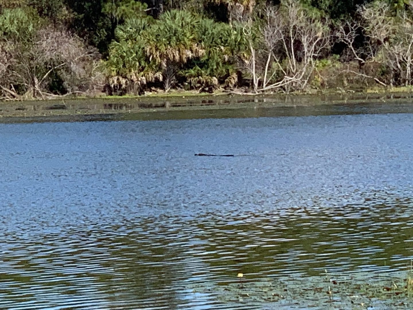 Ollie's Pond Park, photo 3