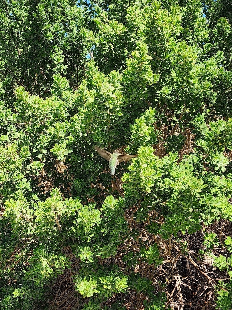 Desert Park, photo 4