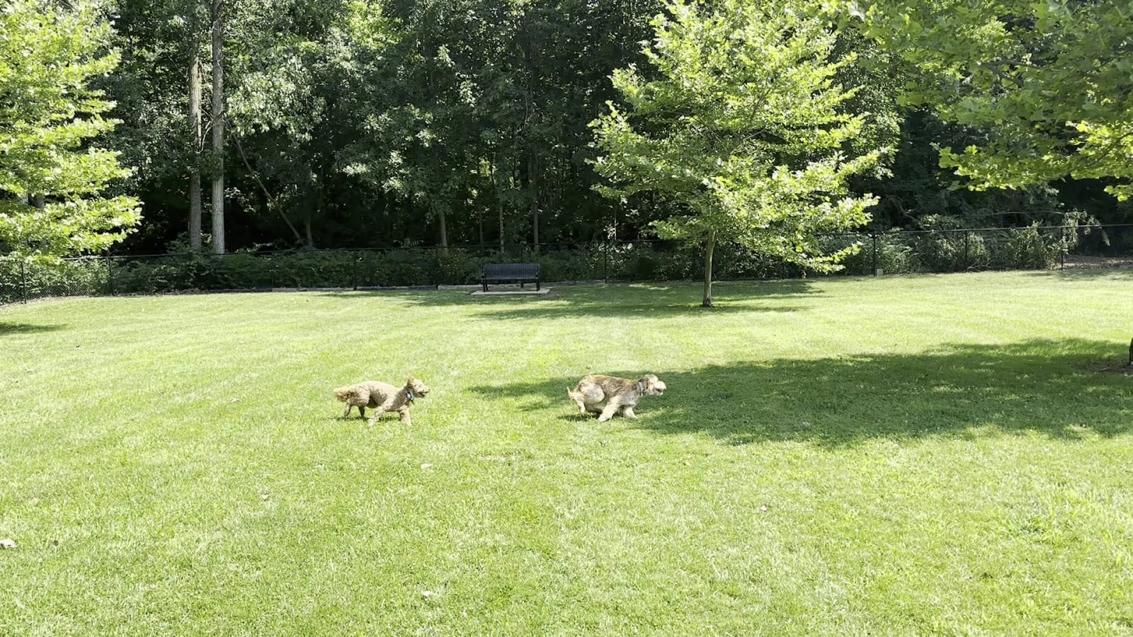 Pawster Park (Pay Access), photo 4