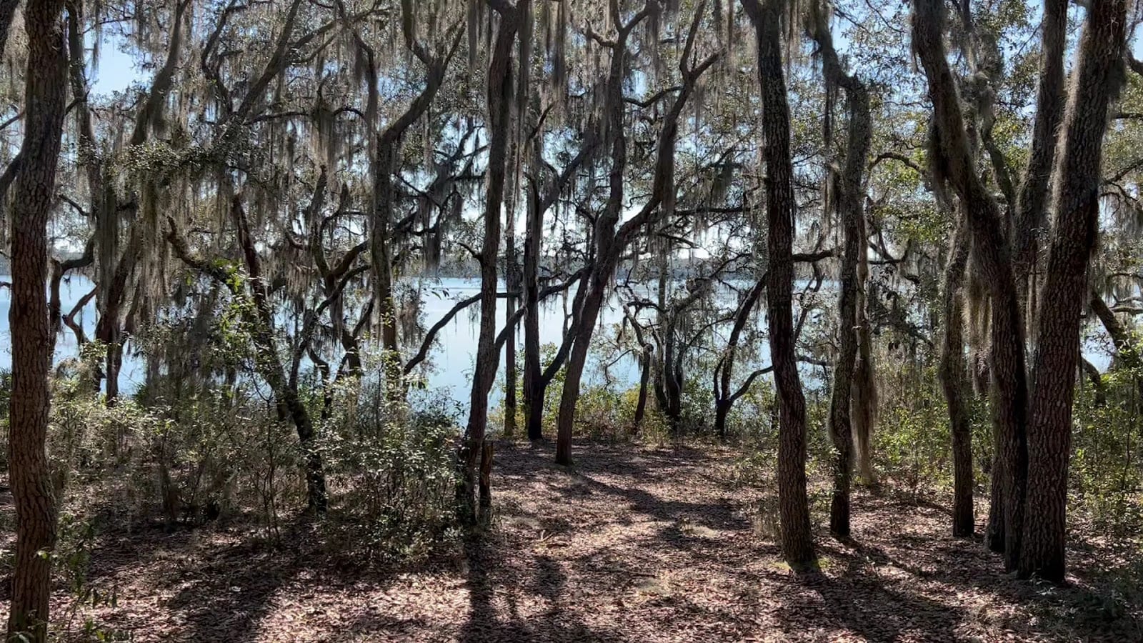 Florida Trail Treat Rd Trailhead, photo 2