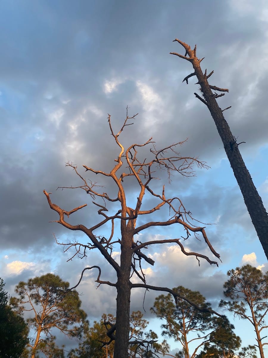 myakkahatchee creek greenway nature tralhead