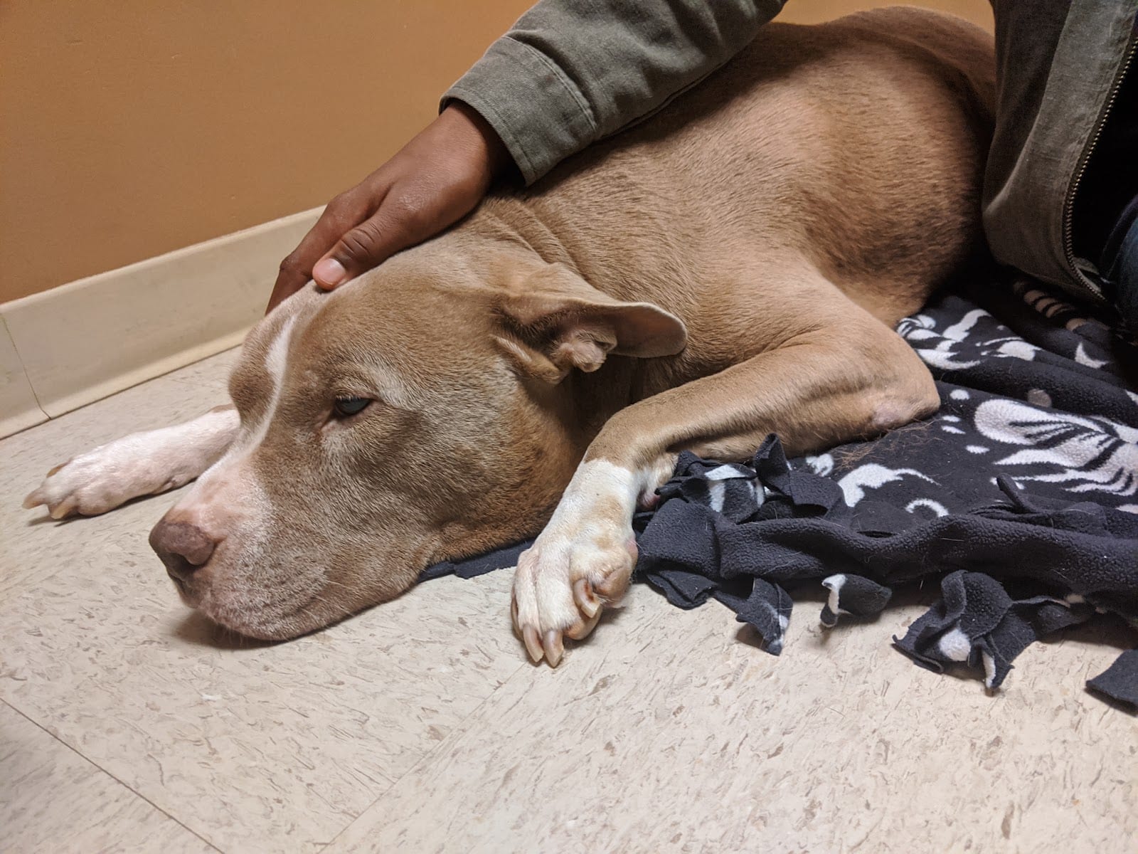 Best Friends Animal Hospital, photo 4
