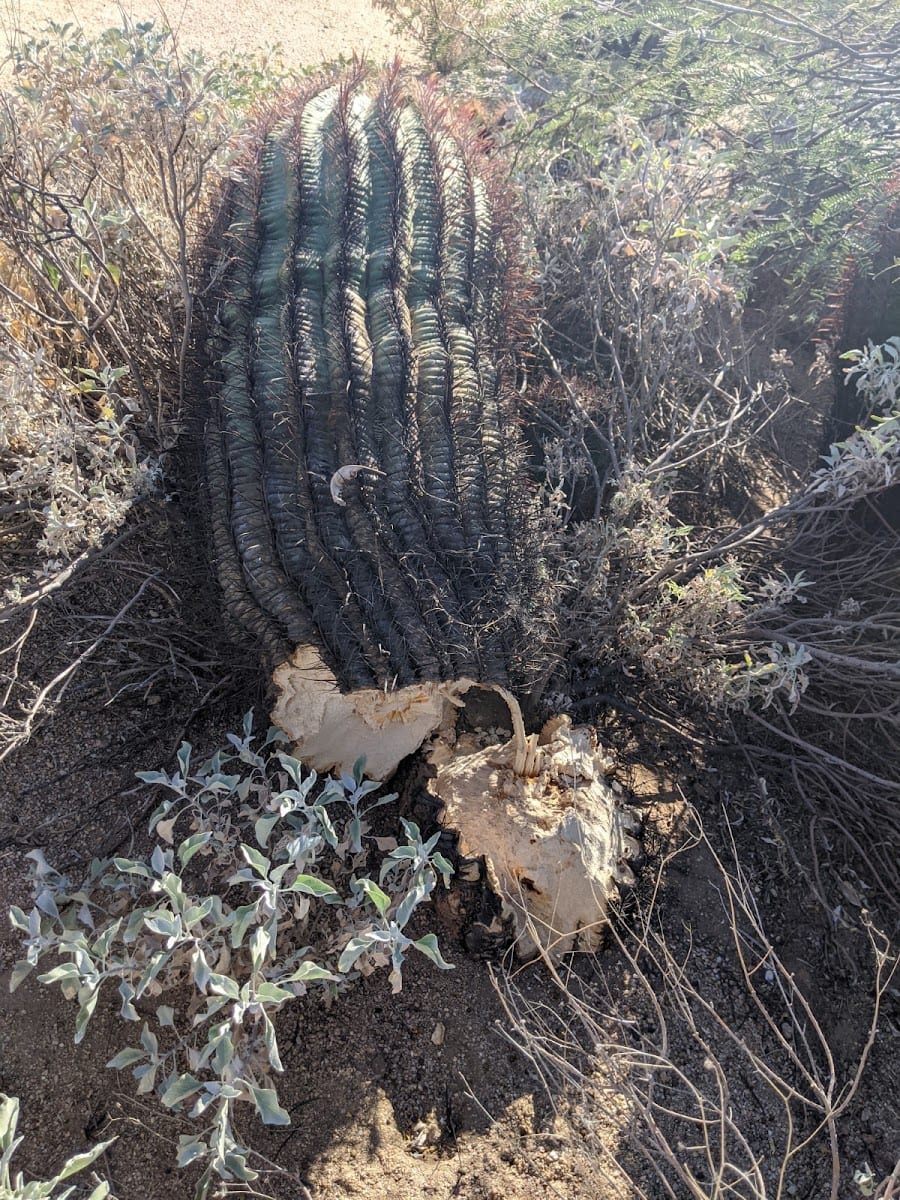 Florence Ely Nelson Desert Park, photo 3