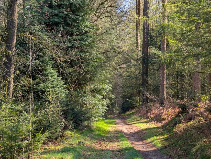 Sunlit woodland walking path, illustrative stock photo, not Weaver Park