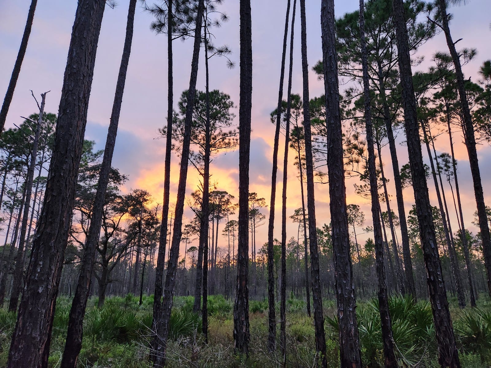 Jennings State Forest