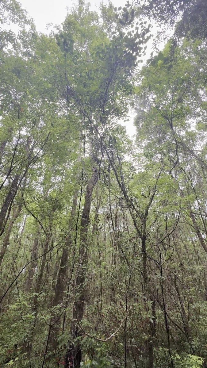 City of Green Cove Springs Wildlife Corrider Trail, photo 2