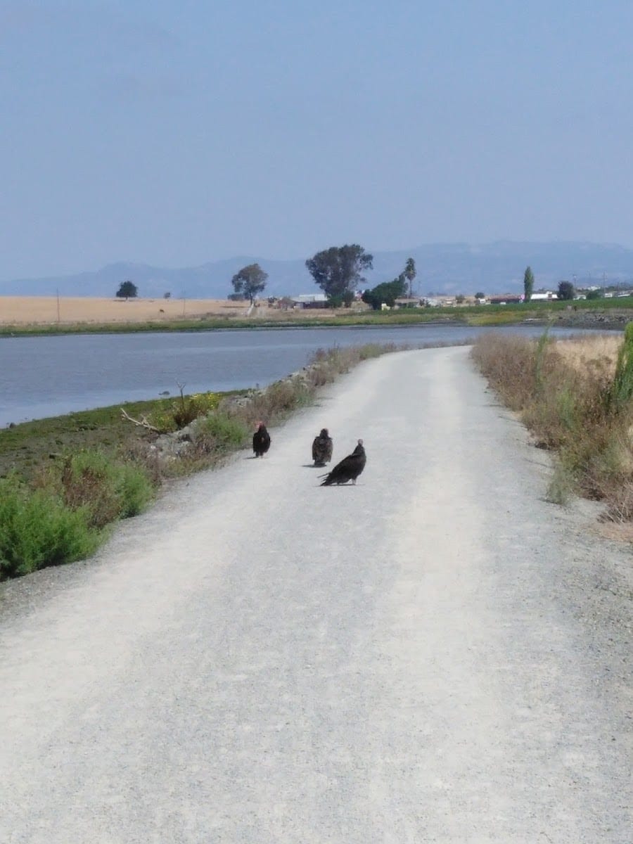 Wetlands Edge Park, photo 3