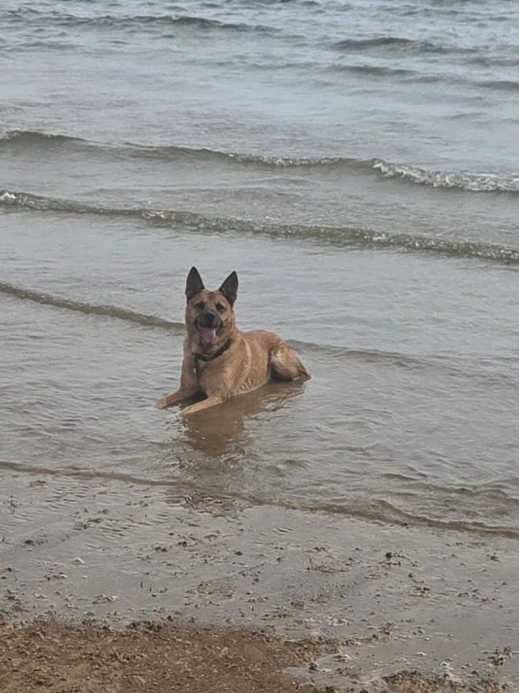 Dog Beach