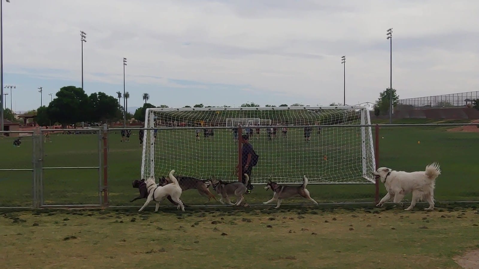 Dog park, photo 2