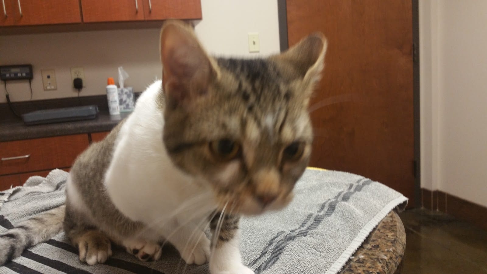 Pet Hospital of Madison, photo 3
