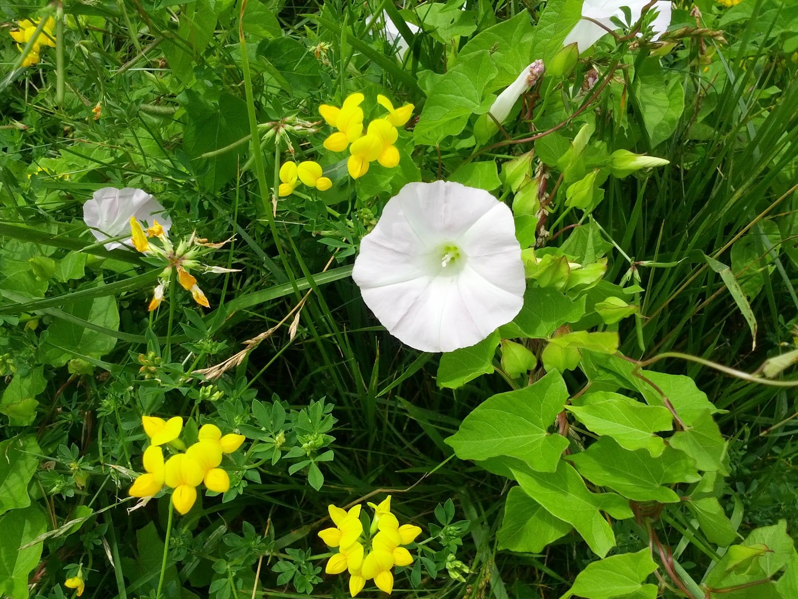 Oak Ridges Lions Club Park, photo 2