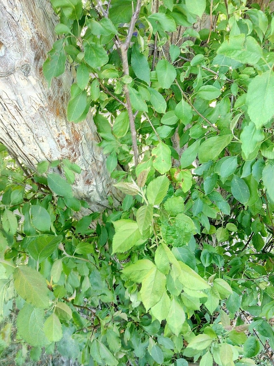 Eastdale Park, photo 2