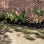Forefathers making fathers Forefathers Ministries landscaping Base