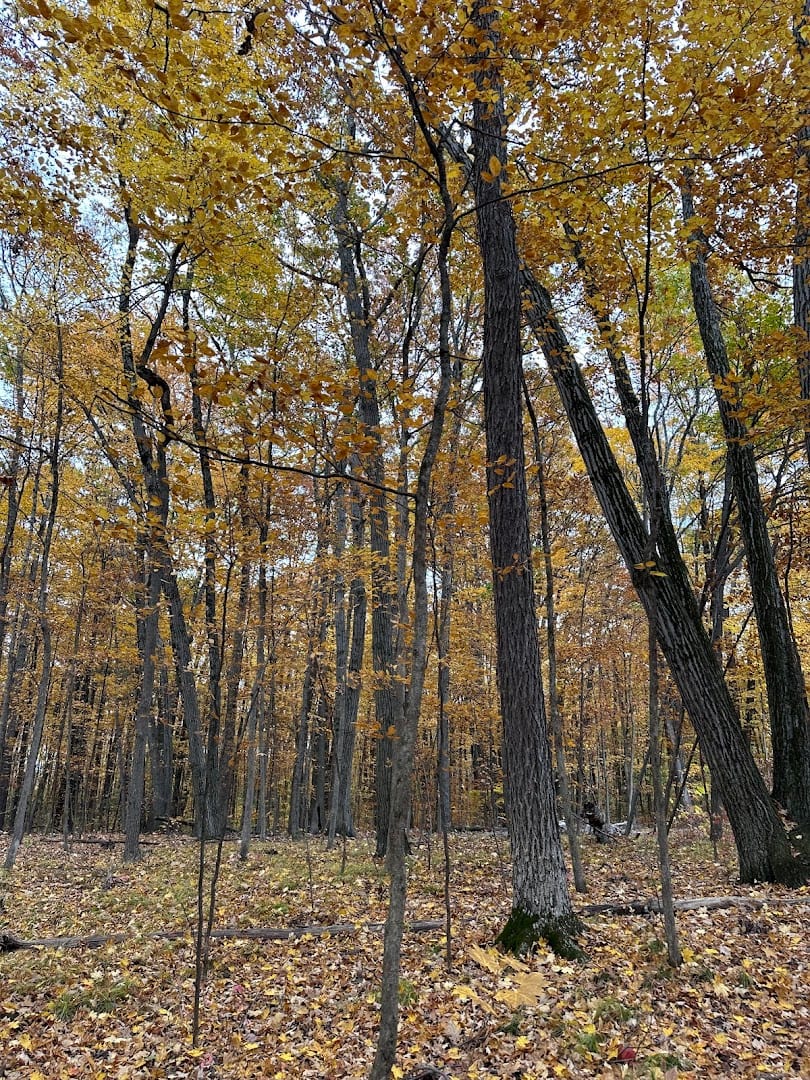 Skidmore North Woods