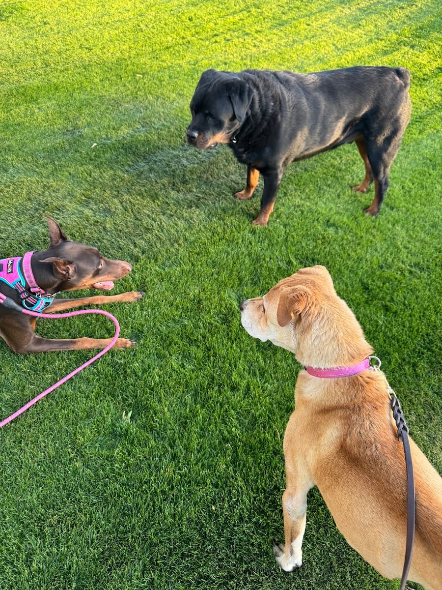 Sam’s Park, photo 3