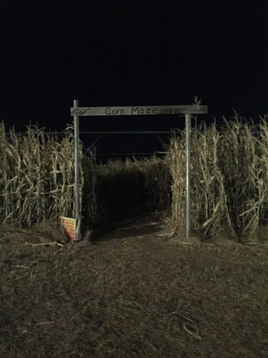 Corn maze, photo 2