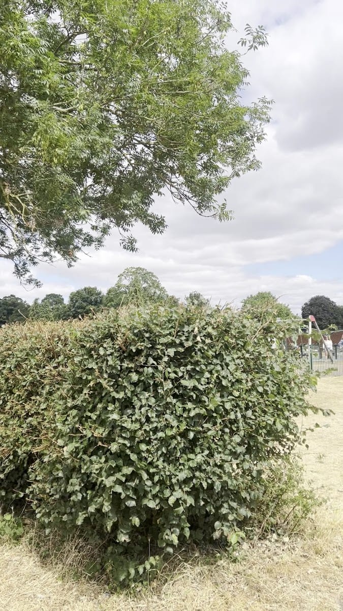 Verulamium Kids' Playground, photo 2