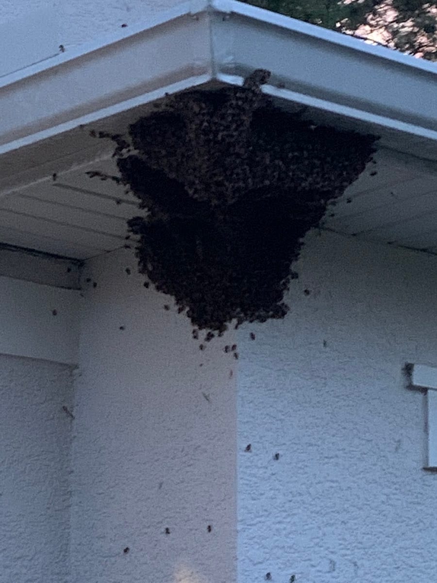 Russell Bee & Hornet Removal, photo 3