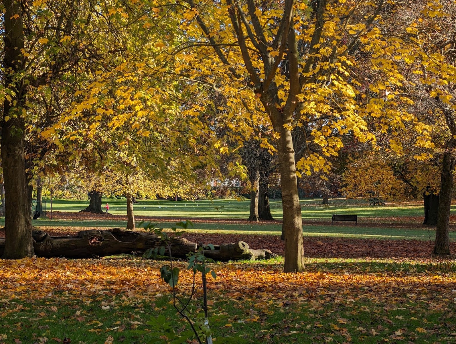 Clarence Park, photo 3