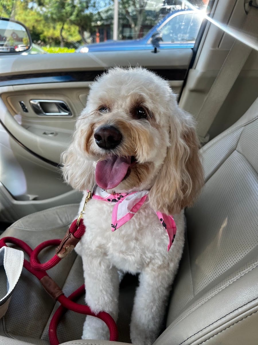 Bark 'N' Bean, photo 2