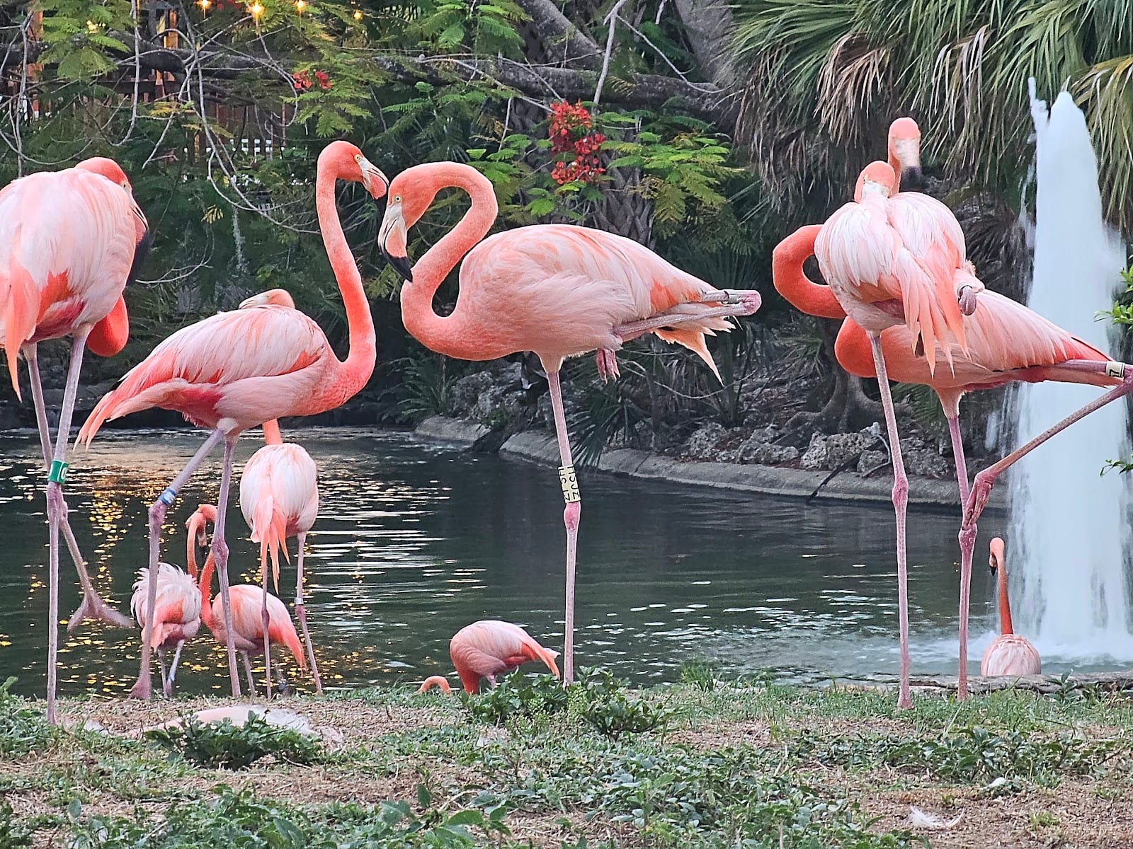 Busch Gardens Tampa Bay, photo 4