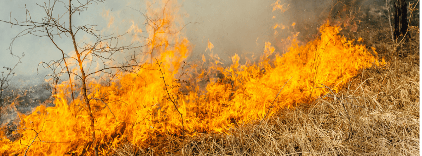 Wildfires - When To Change A Dog Walk In Smoky Or Hot Weather