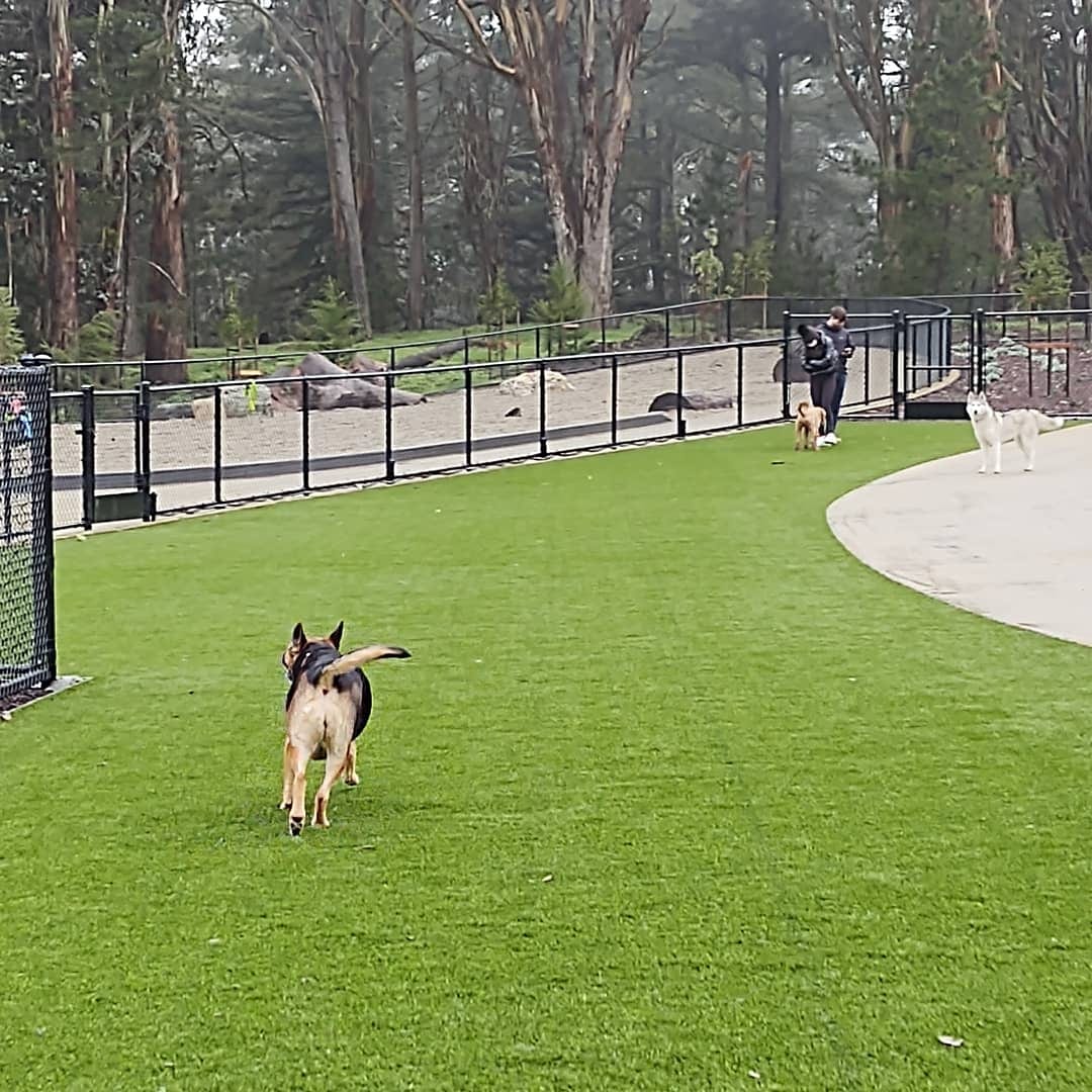 Golden Gate Park Dog Training Area