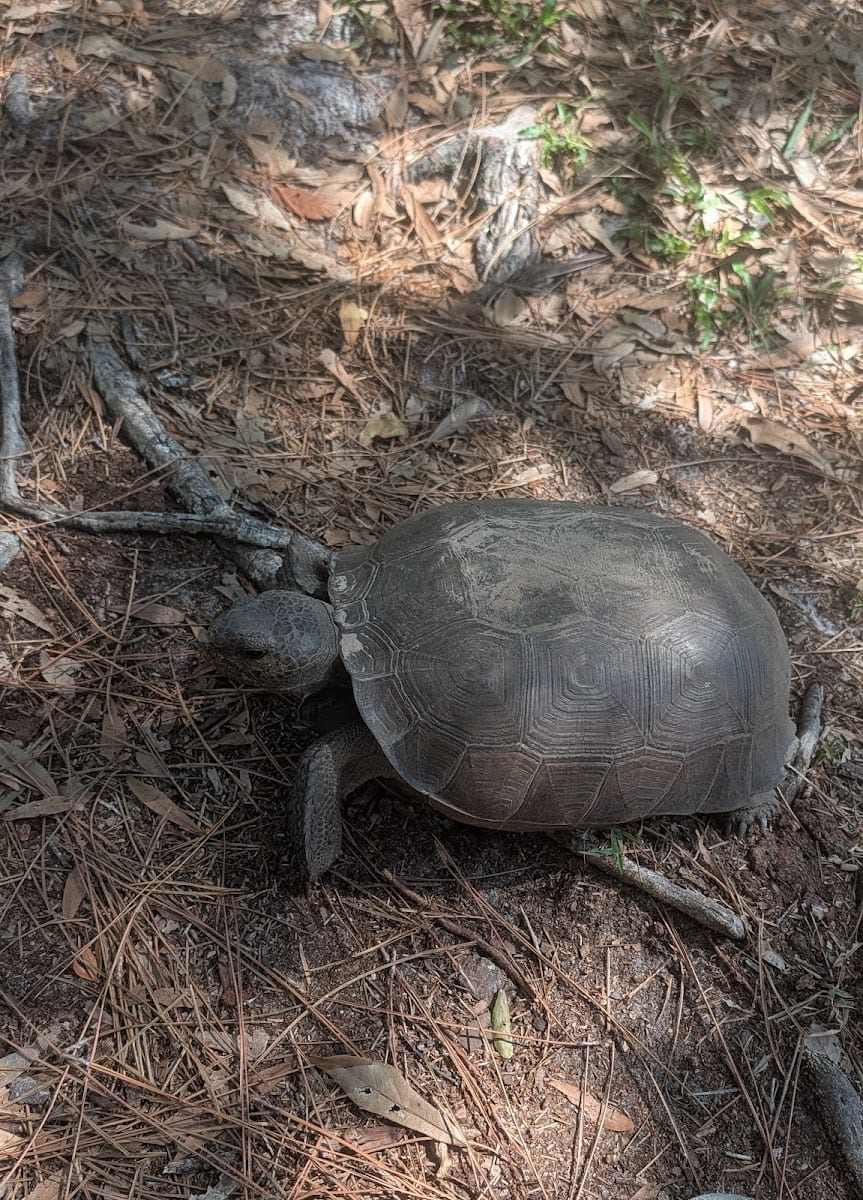 Manasota Scrub Preserve, photo 3