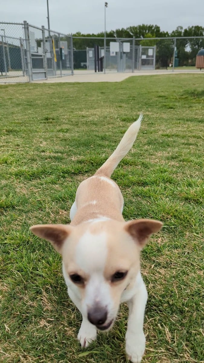 Pawsome Playground Dog Park, photo 2