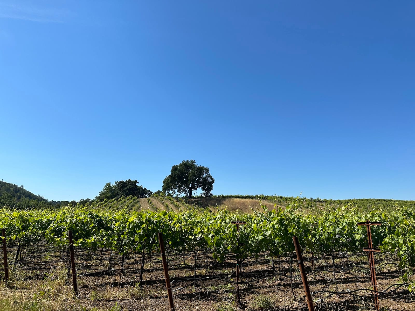 Hendry Winery