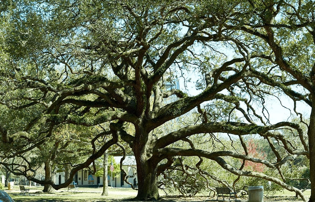 Tree Care Inc - Brenham, photo 2