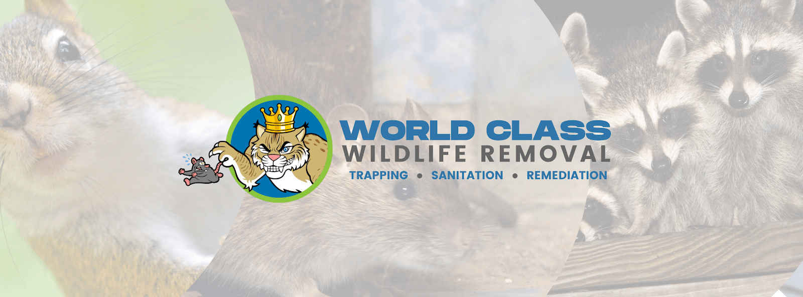World Class Wildlife Removal & Rodent Remediation, photo 2