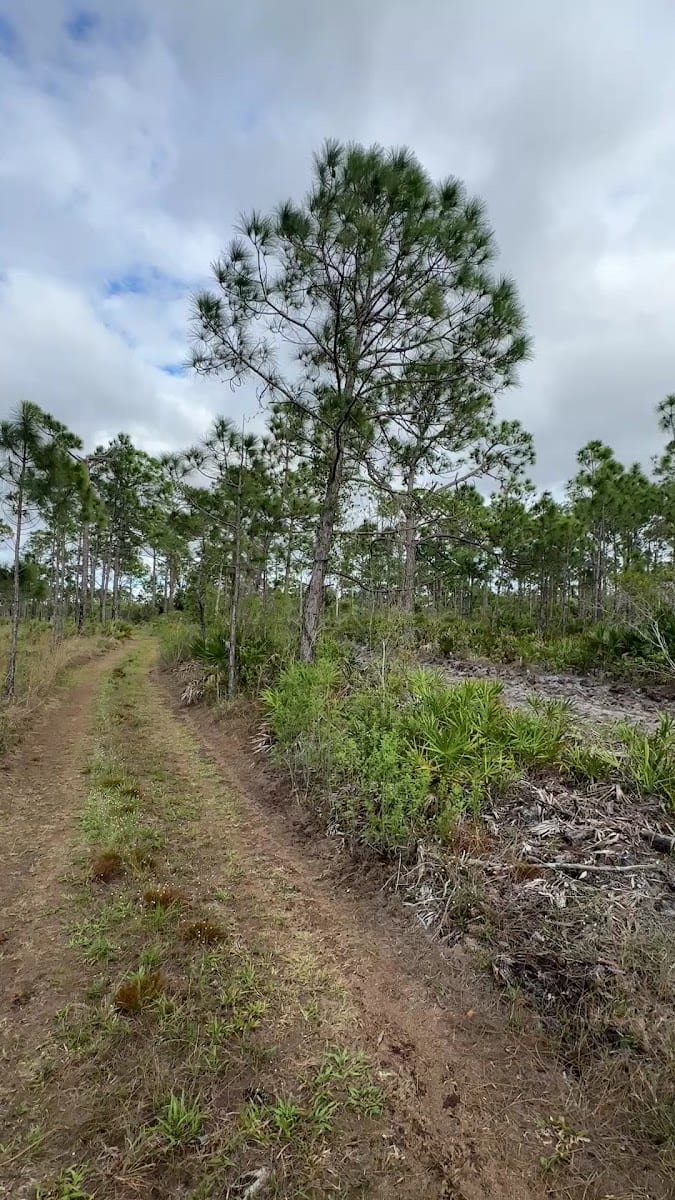 North Loop- Florida State Forest Trail, photo 2