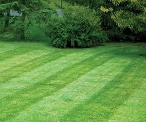 Conte Lawn Care, photo 2