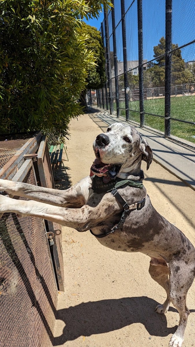 Upper Noe Dog Play Area, photo 3