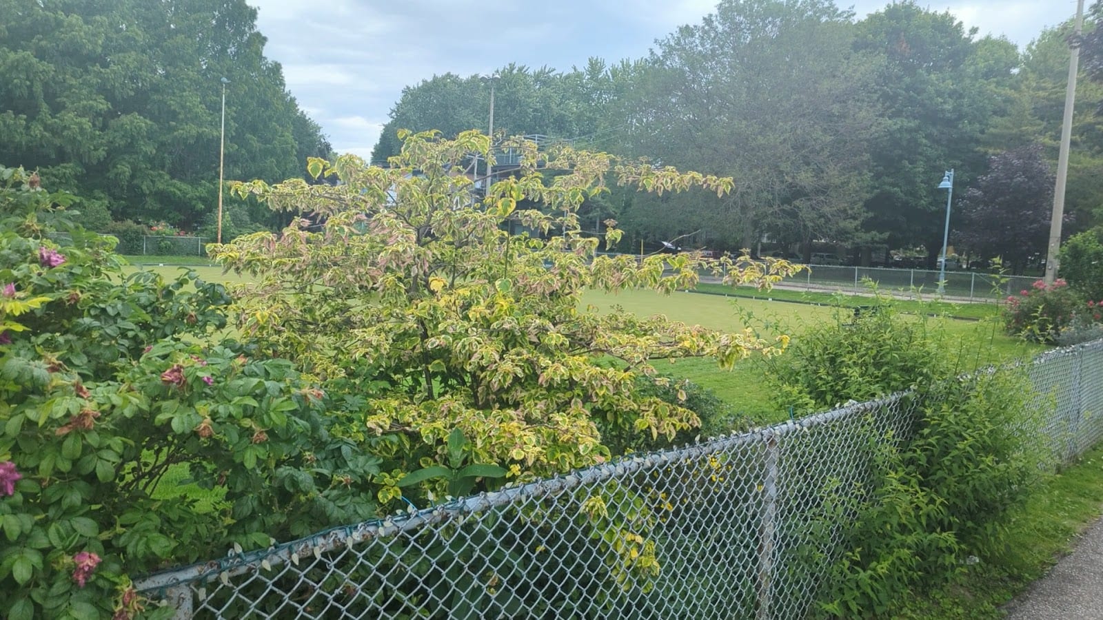 Kew Beach Lawn Bowling Club, photo 2